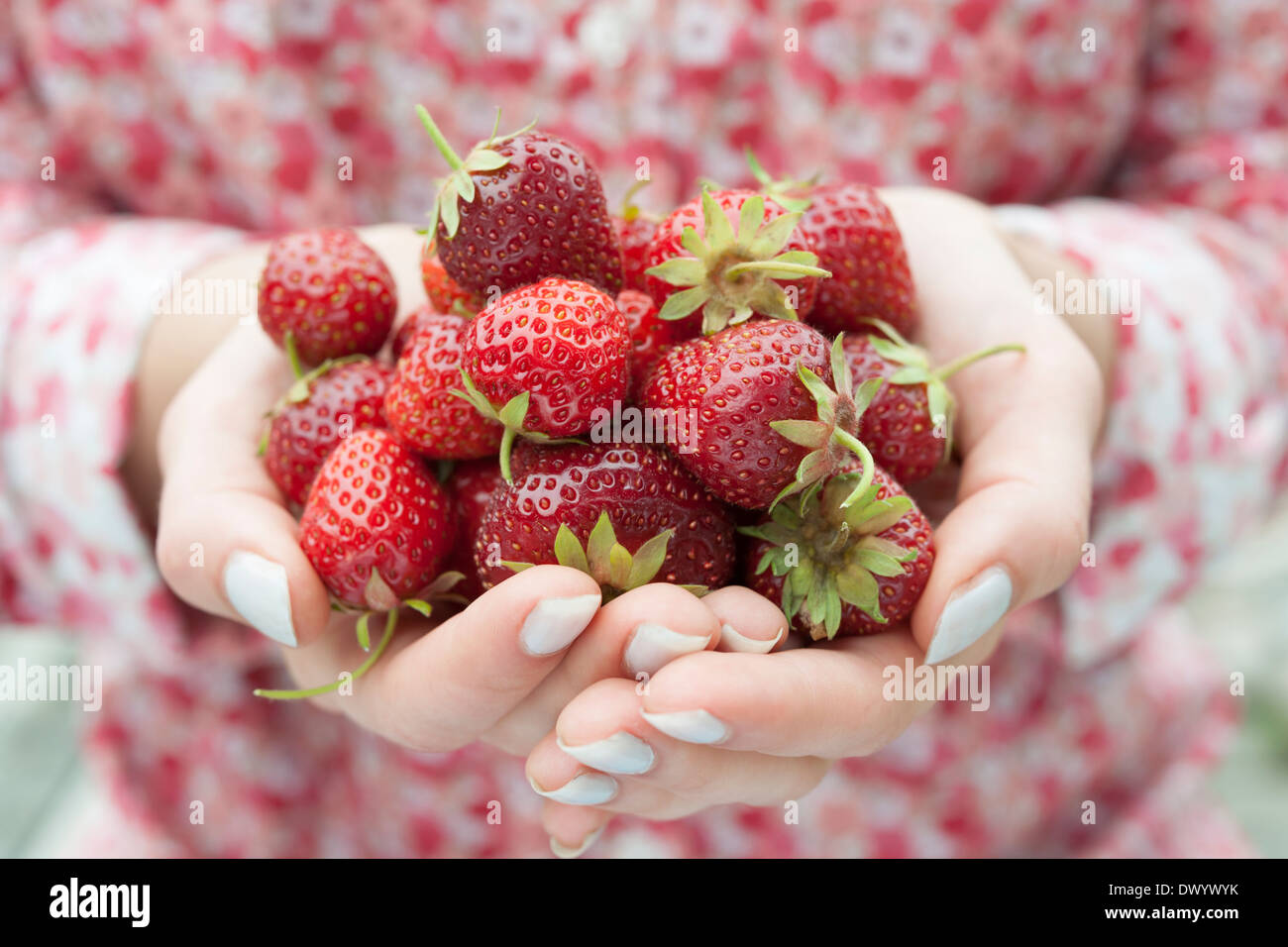 Closeup of female hands holding freshly picked strawberries Stock Photo ...