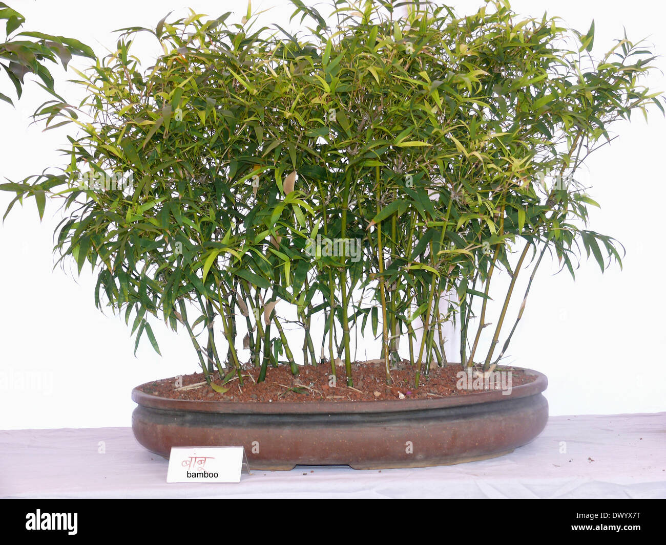 Bamboo Bonsai, Poaceae Stock Photo