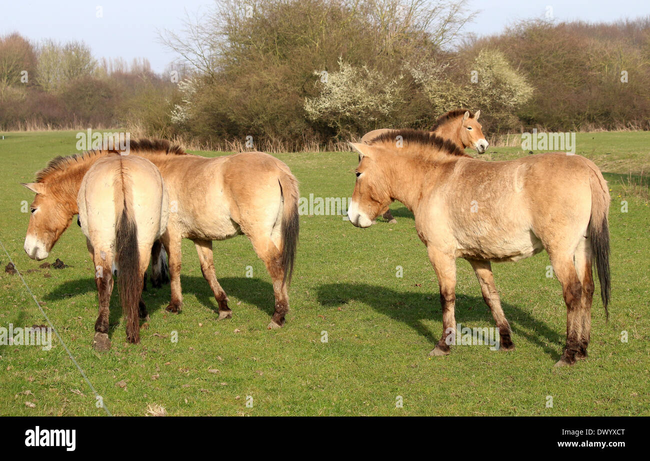 Herd of Przewalski's Mongolian horses (Equus ferus przewalskii) Stock Photo