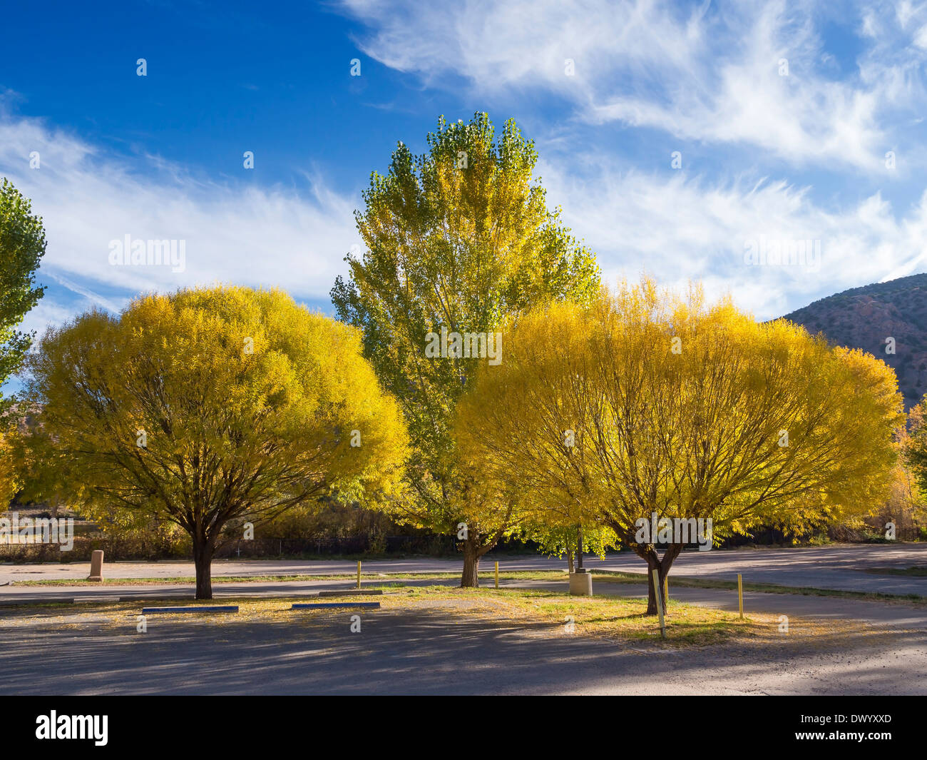 Yellow and green leaves with fall colours on cottonwood trees along the Rio Grande valley in New Mexico, USA. Stock Photo