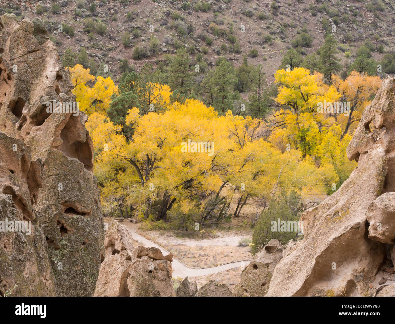 Cottonwood trees in the canyon at the Bandelier National Monument Park, New Mexico, USA. Stock Photo