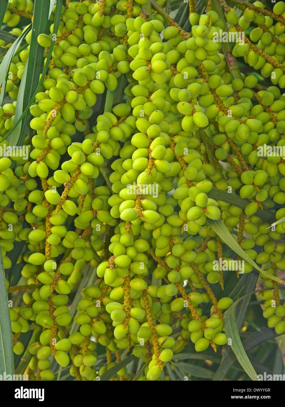 Dypsis lutescens golden cane palm hires stock photography and images