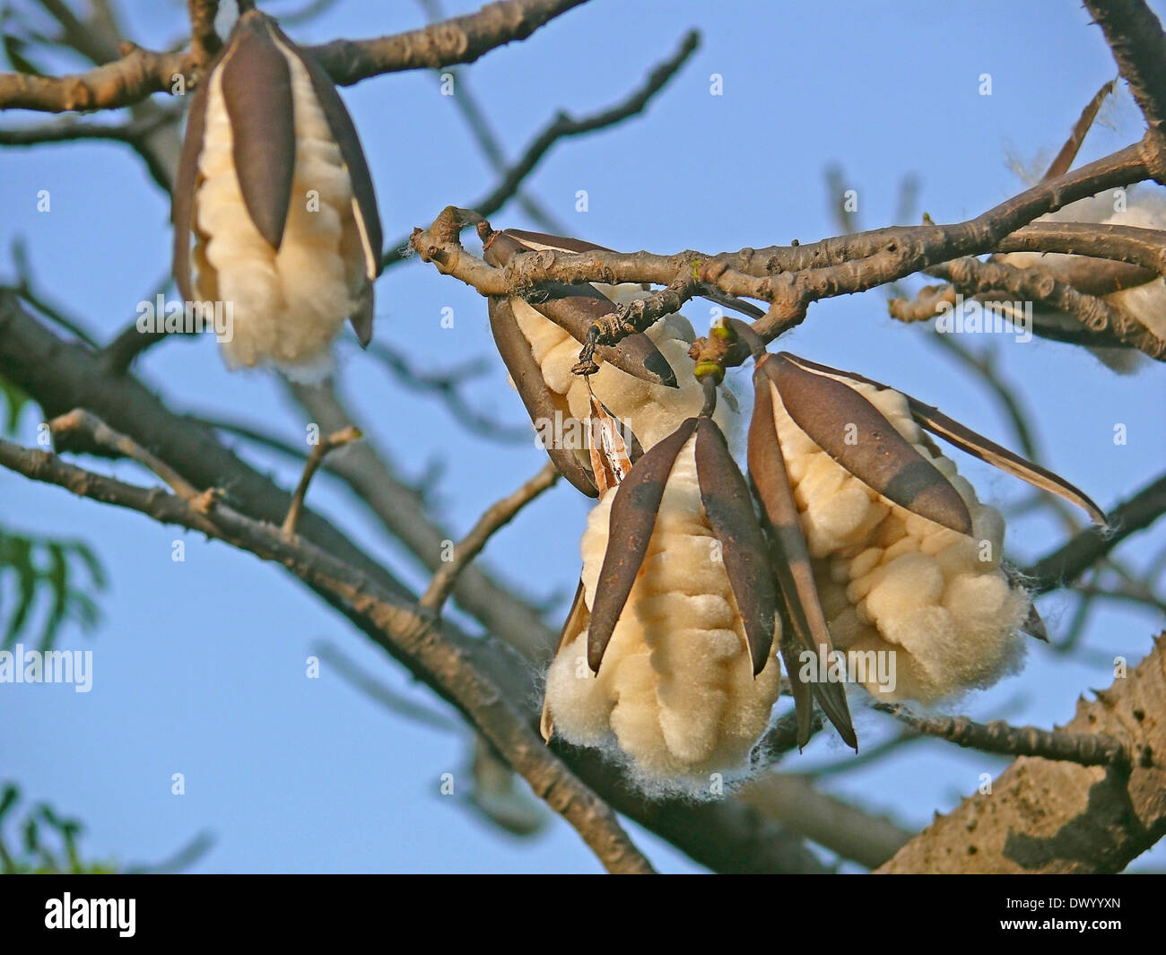 Bombax Ceiba Red Silk Cotton Tree Stock Photo Alamy