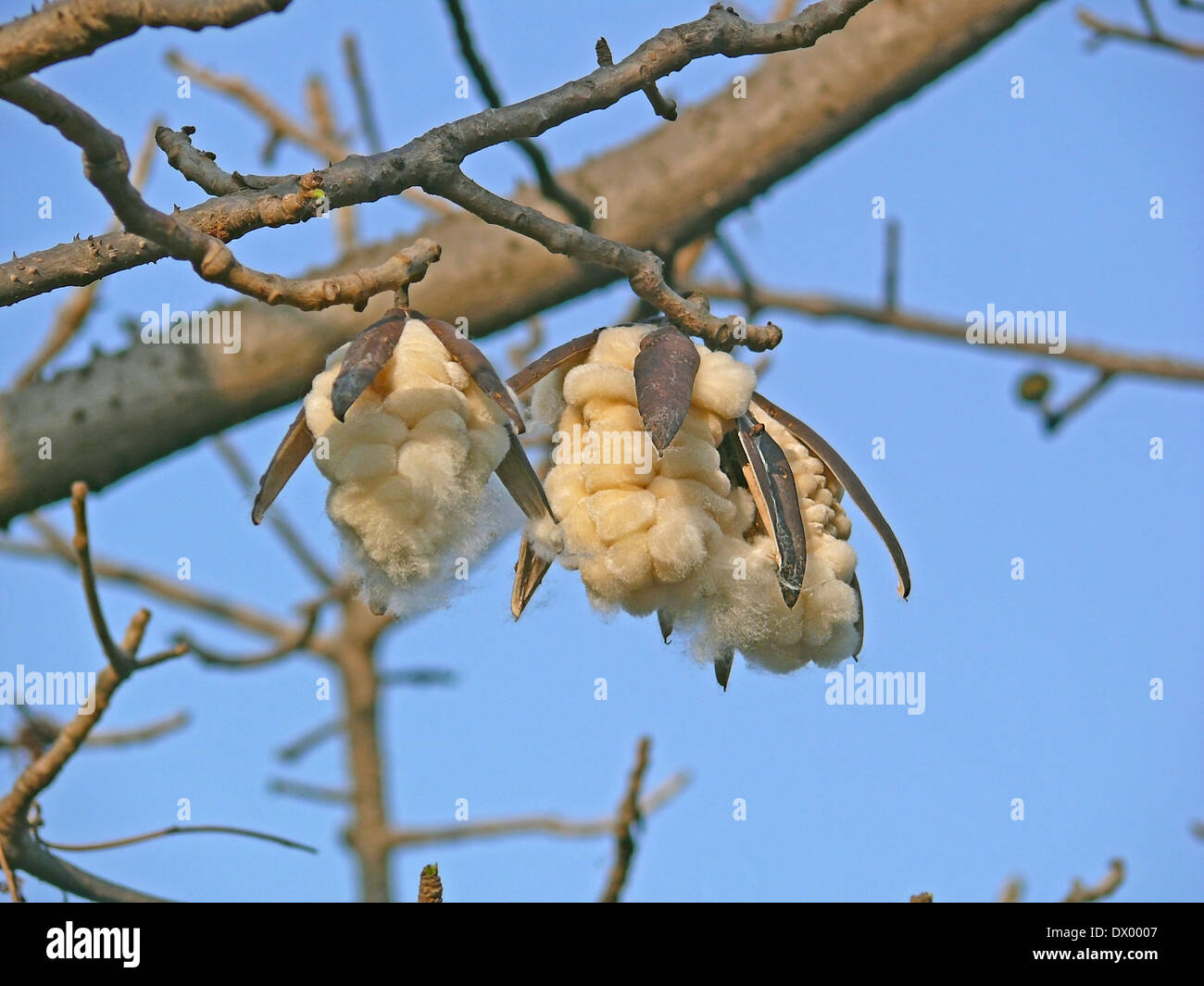Bombax Ceiba Red Silk Cotton Tree Stock Photo Alamy Bombax Ceiba Red Silk Cotton Tree Stock Photo Alamy