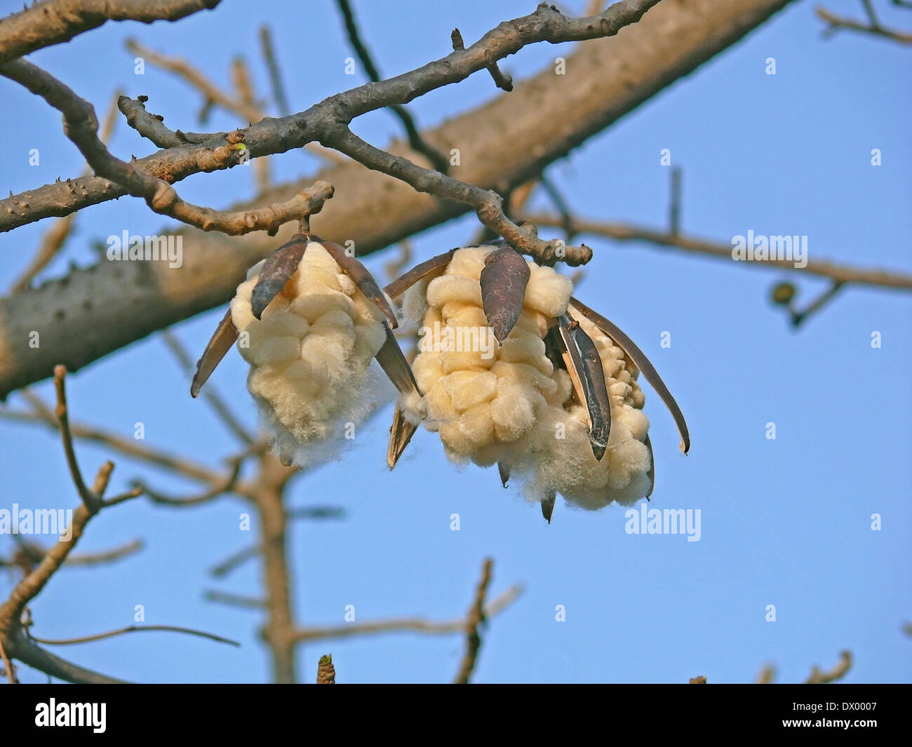 Bombax Ceiba Red Silk Cotton Tree Stock Photo Alamy