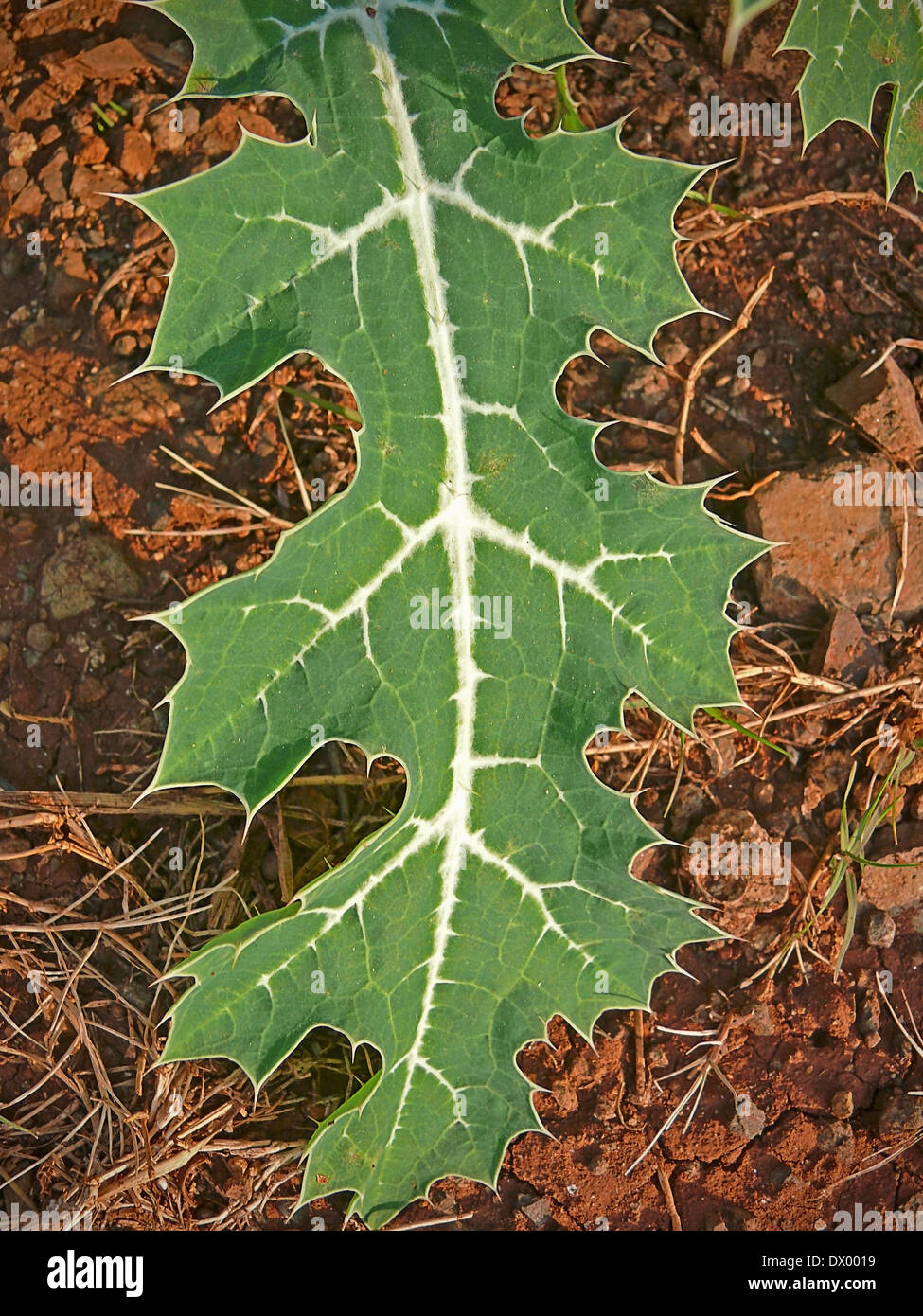 Leaf of Argemone mexicana L., Papaveraceae Stock Photo