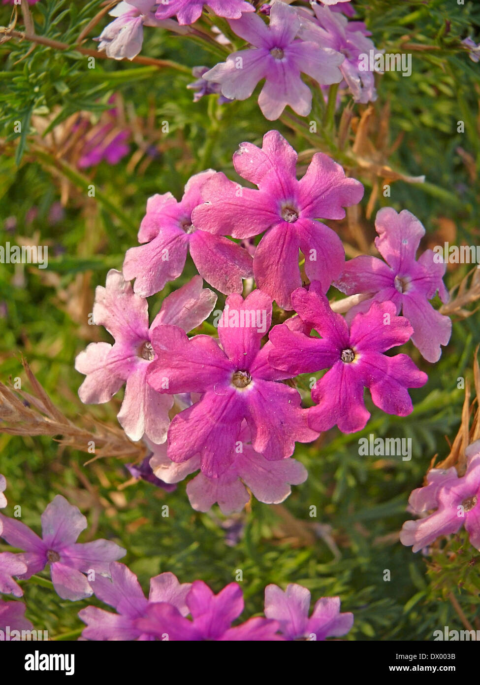 Flowers of Peruvian Verbena, Glandularia peruviana Stock Photo