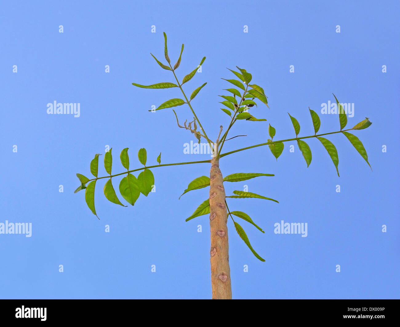 Indian Ash Tree, Moya, Lannea coromandelica, Dialium coromandelicum, Lannea grandis, Odina wodier Stock Photo