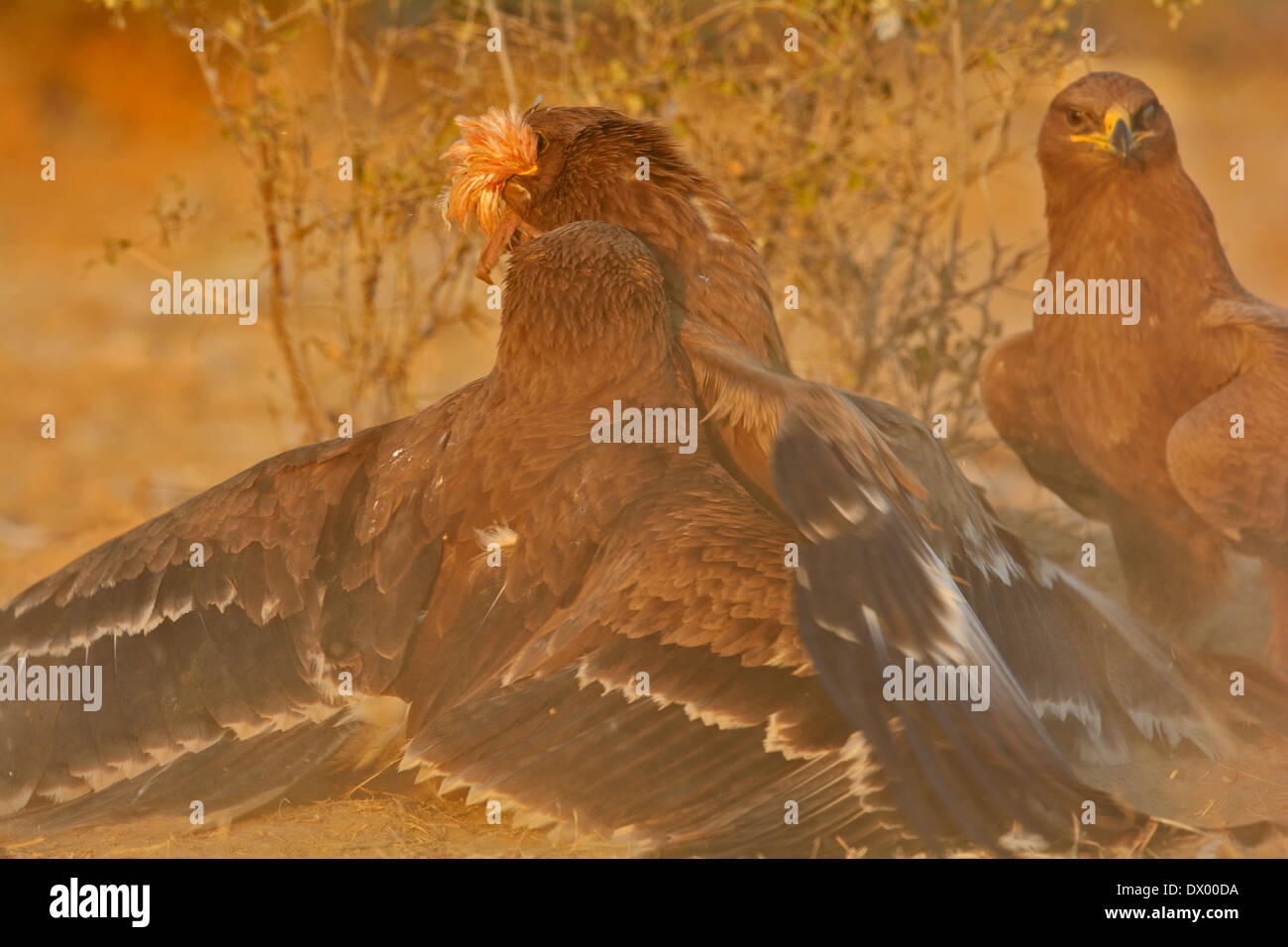 Steppe Eagles (Aquila nipalensis) fighting over a scrap of food in Rajasthan, India Stock Photo