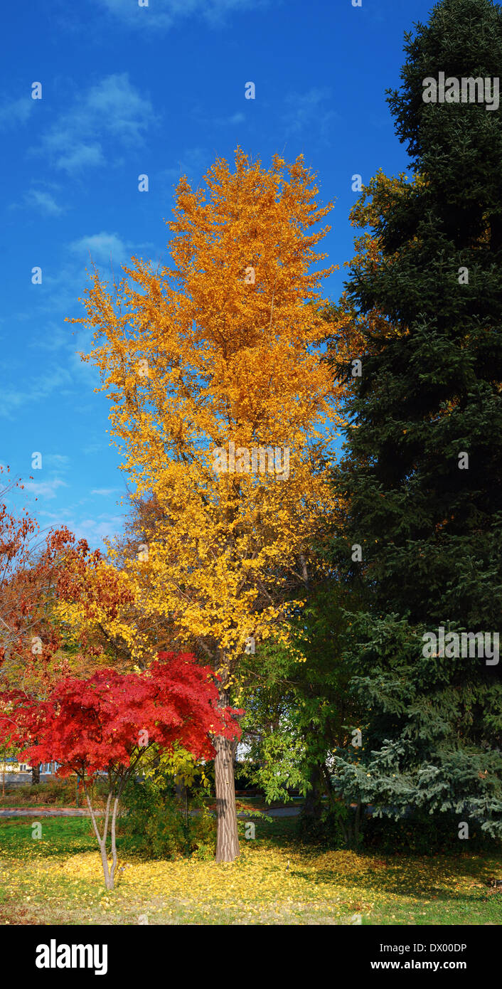 Autumn color ginkgo biloba hi-res stock photography and images - Alamy