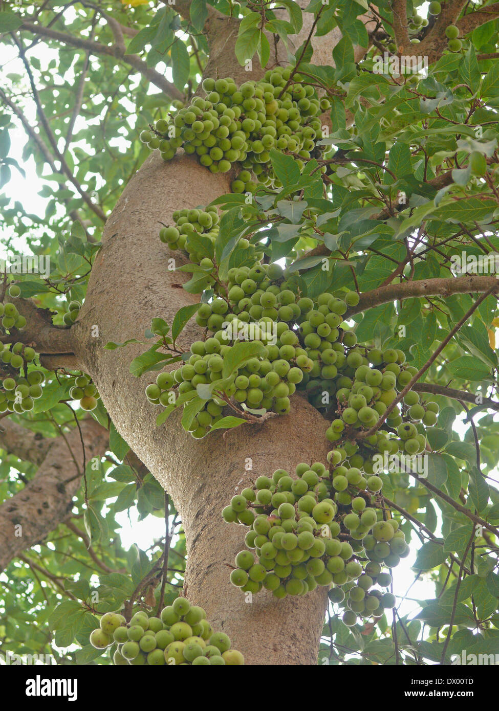 Cluster Fig Fruits, Ficus Racemosa Stock Photo