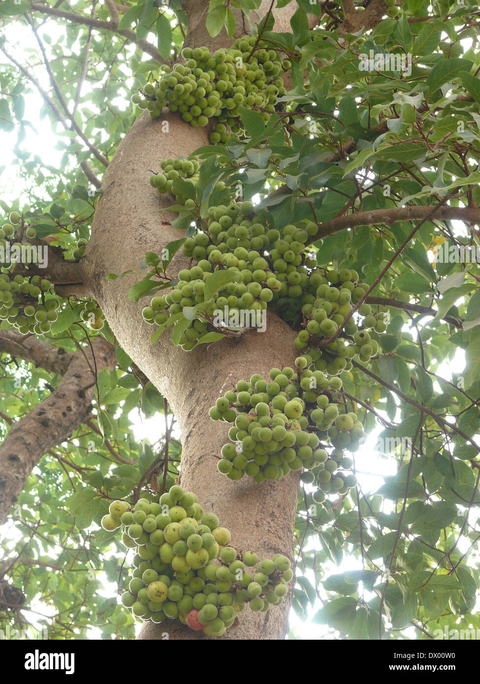 Cluster Fig Fruits, Ficus Racemosa Stock Photo
