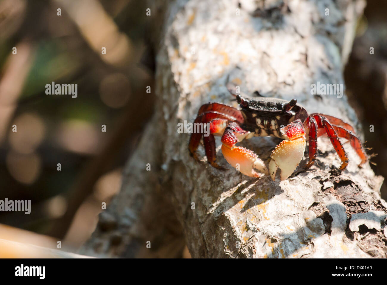 Mangrove tree crab in mangroves Aratus pisonii Stock Photo Alamy
