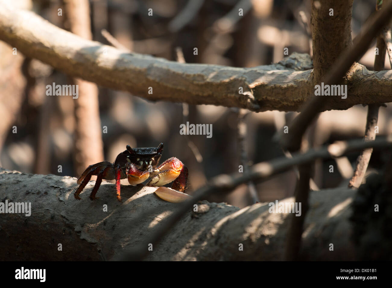 Mangrove tree crab in mangroves hires stock photography and images Alamy
