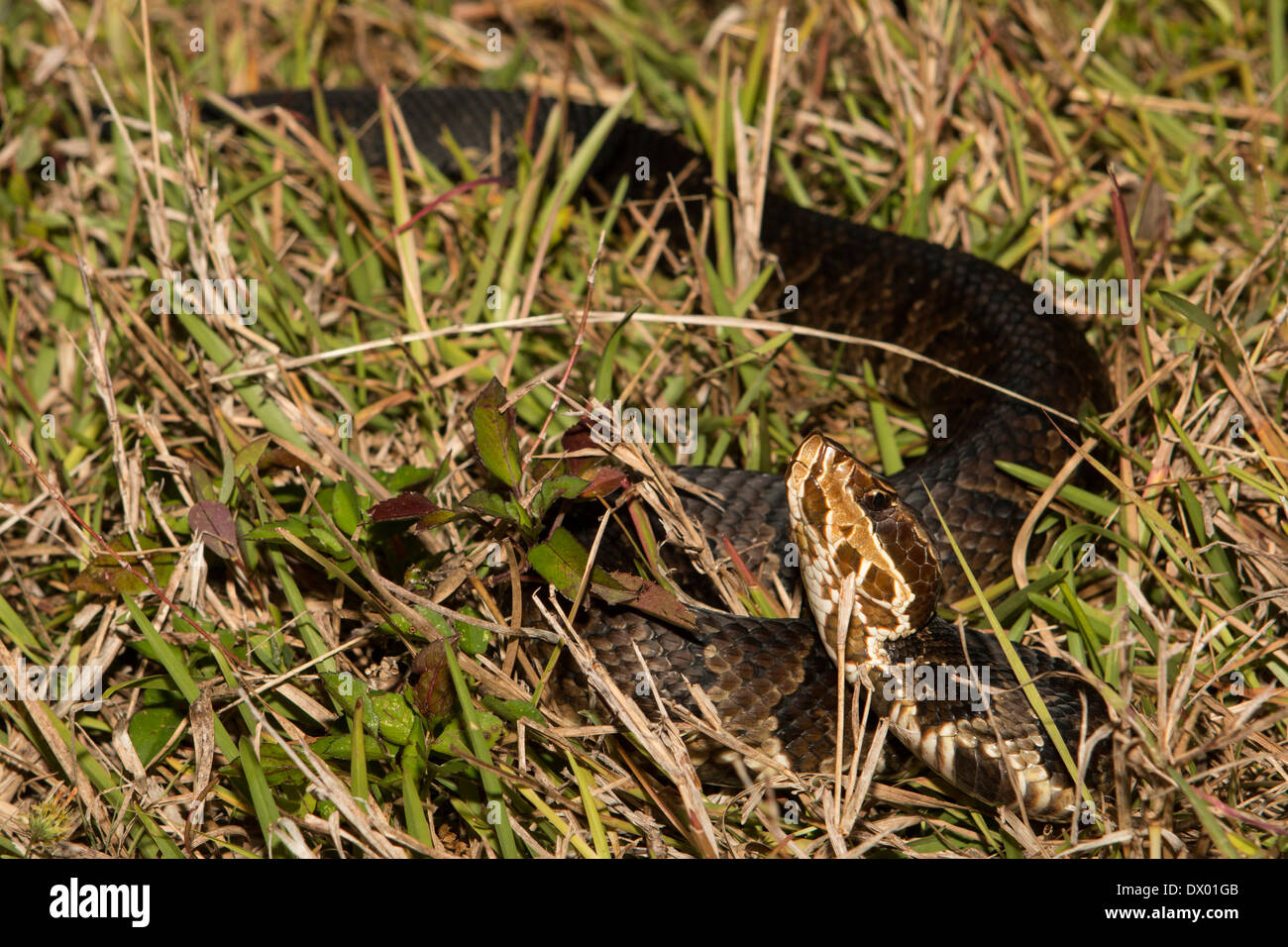 A florida cottonmouth in the grass Agkistrodon piscivorus conanti