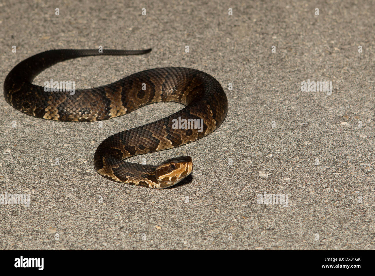 Florida cottonmouth Agkistrodon piscivorus conanti Stock Photo 67613411 Alamy
