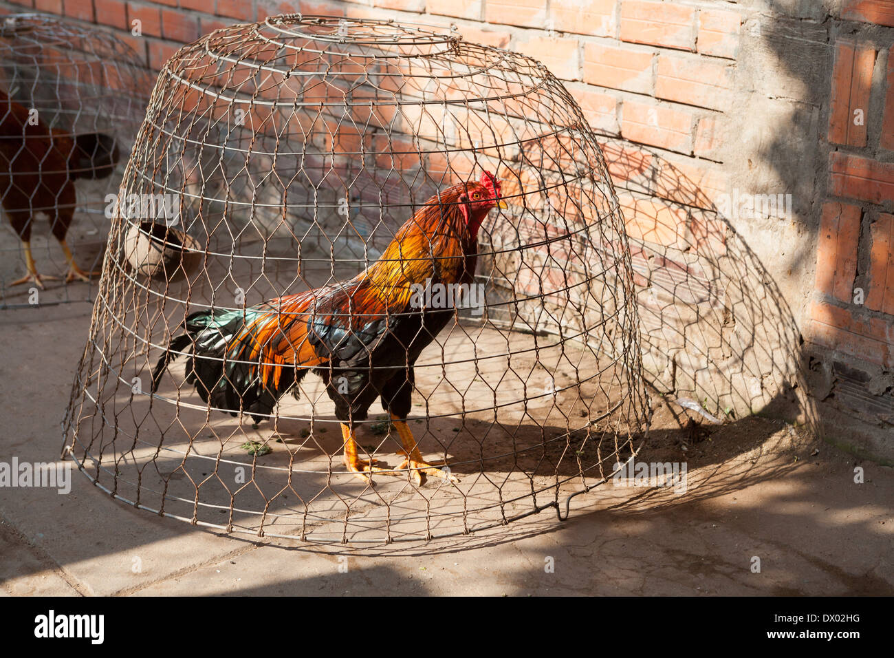 Cage Caged Stock Photos Cage Caged Stock Images Alamy
