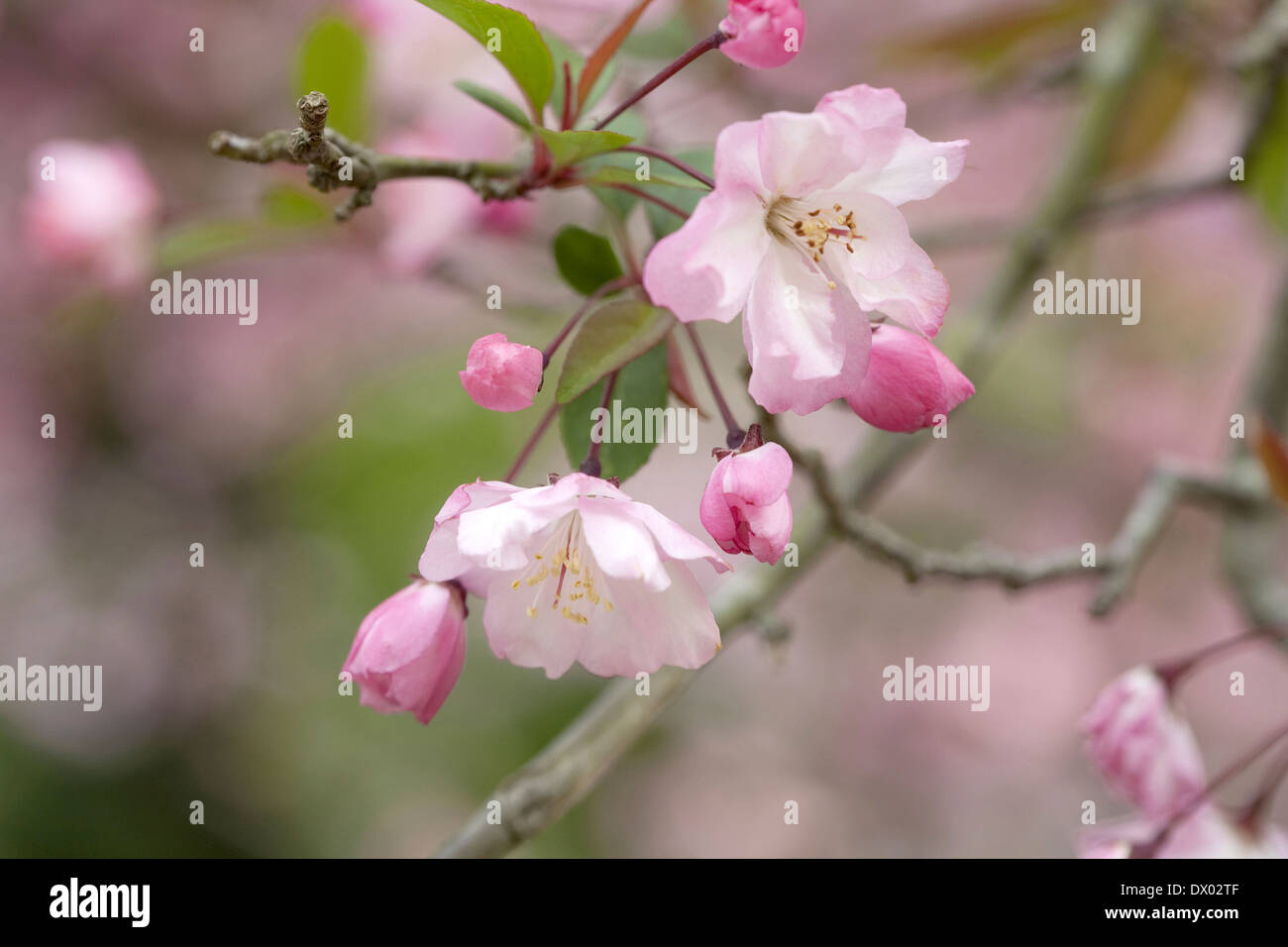 Cherry blossoms in focus hi-res stock photography and images - Alamy