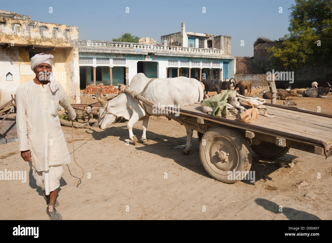 1 indian Farmer Pulling Bullock Cart Stock Photo