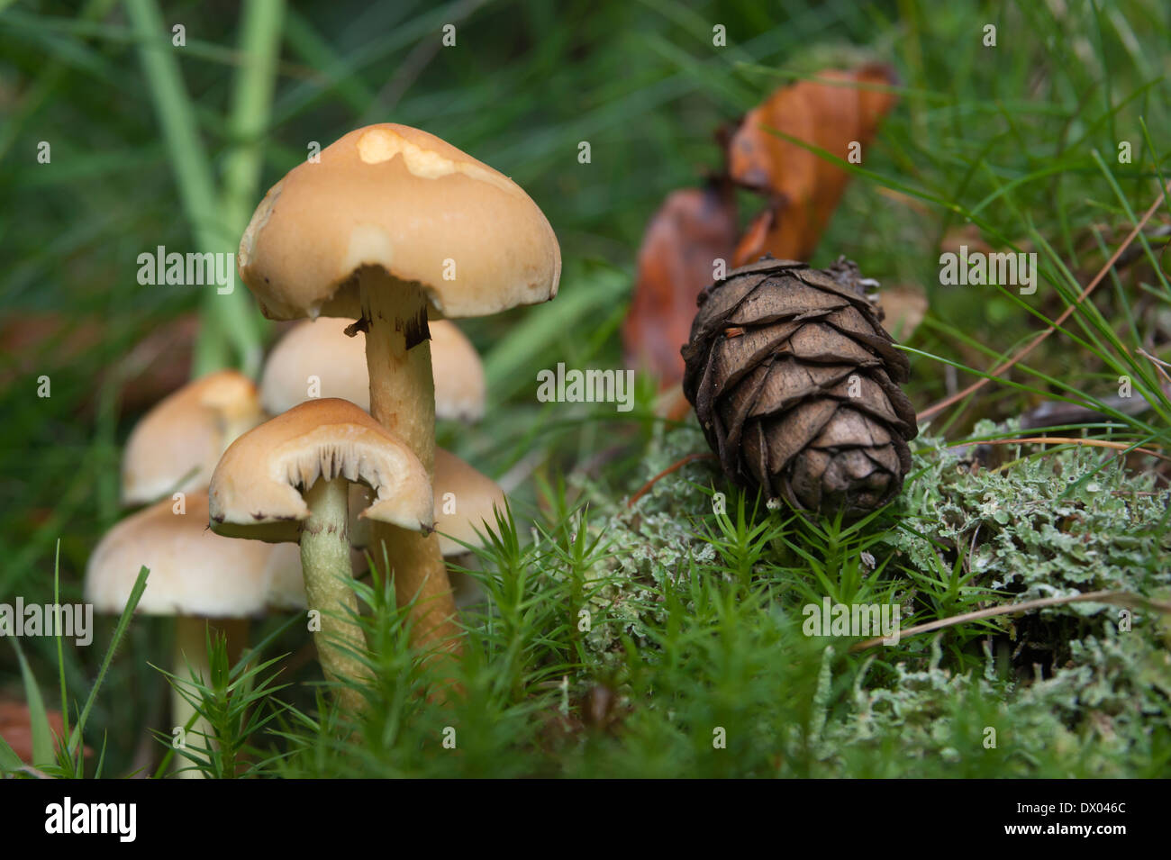 Autumnal scene on the forest floor. Mushrooms and pine cone on a bed of moss and lichen Stock Photo