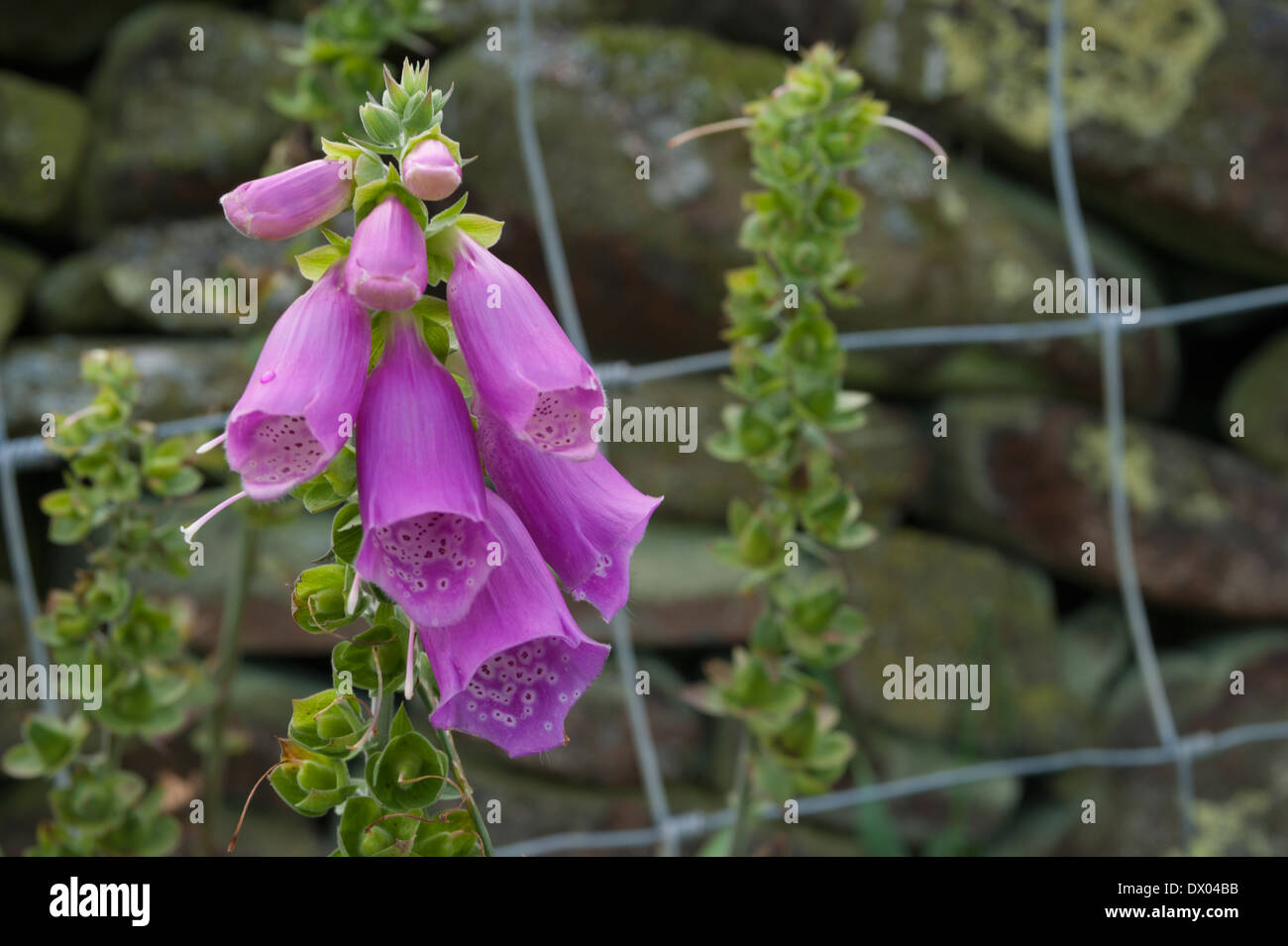 Dry stone wall flowers hi-res stock photography and images - Alamy