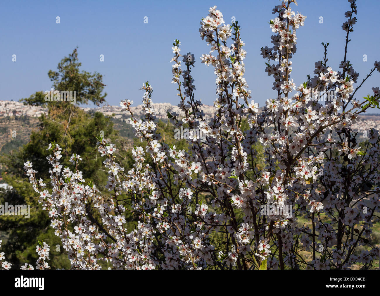 Beautiful photo of flowering almonds on background of the mountains of ...