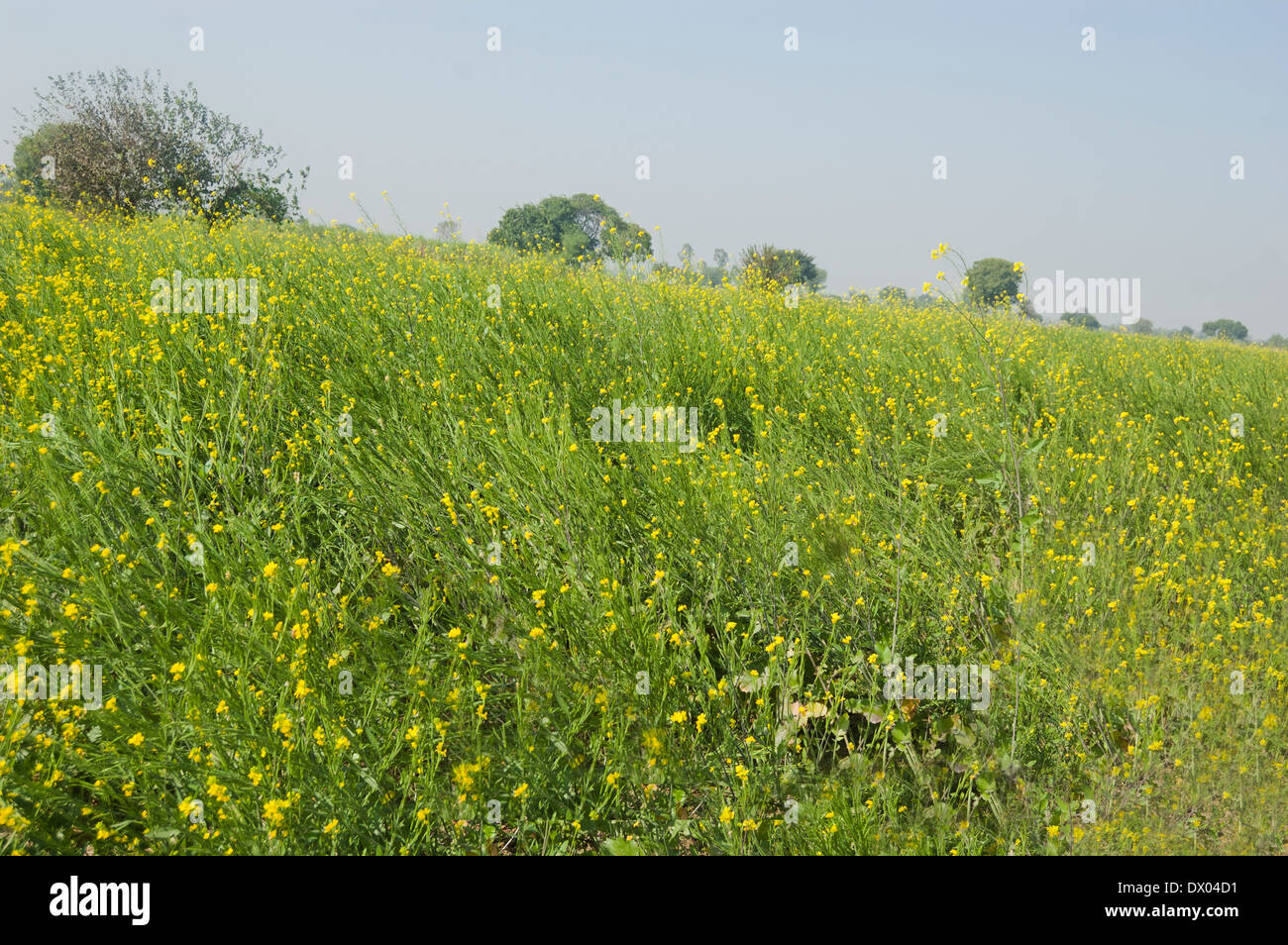 Indian Agricultural Field of Mustard Stock Photo