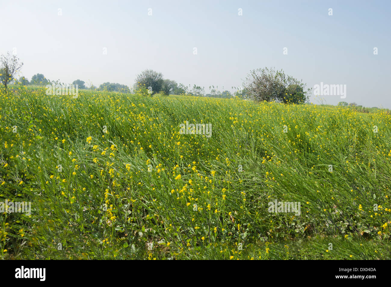 Indian Agricultural Field of Mustard Stock Photo