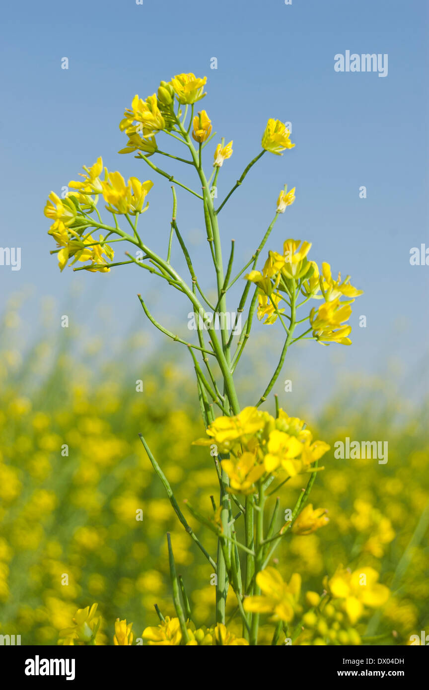 Indian Agricultural Field of Mustard Stock Photo