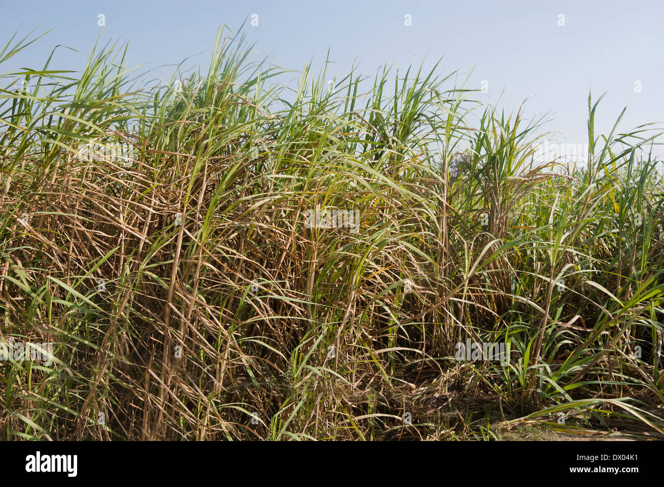 Indian Agricultural Field of Sugar Cane Stock Photo Alamy