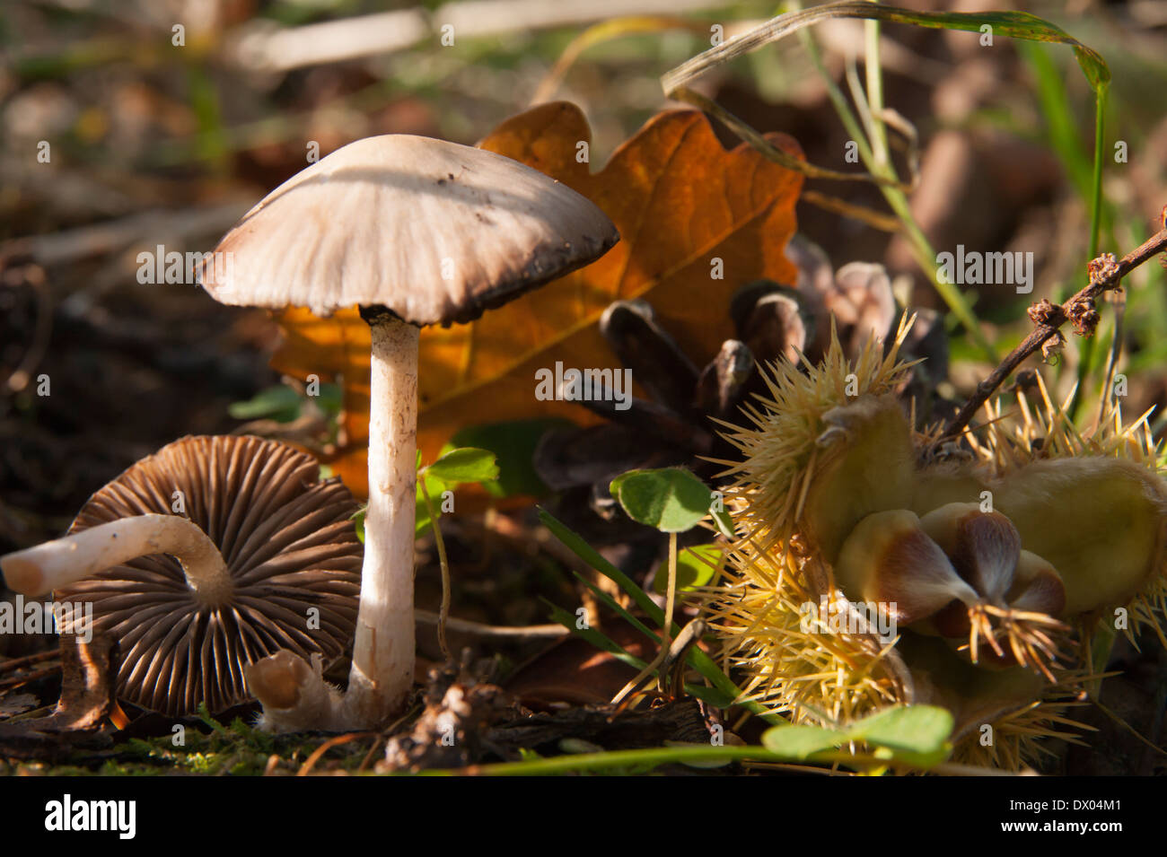 Autumnal arrangement of mushrooms, oak leaf, pine cone and sweet chestnut in Eskdale, Lake district, England Stock Photo