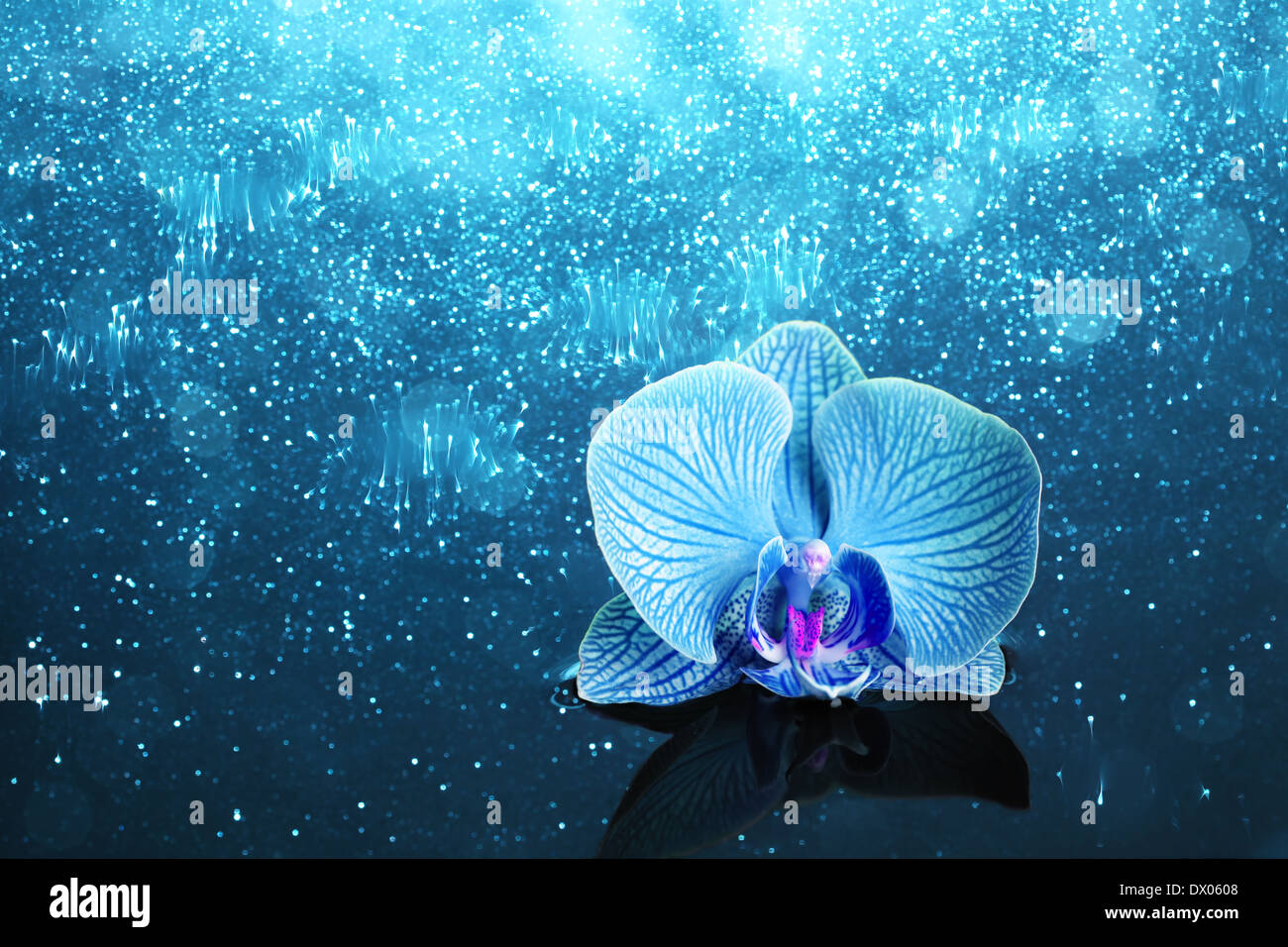 Light blue orchid flowers hi-res stock photography and images - Alamy