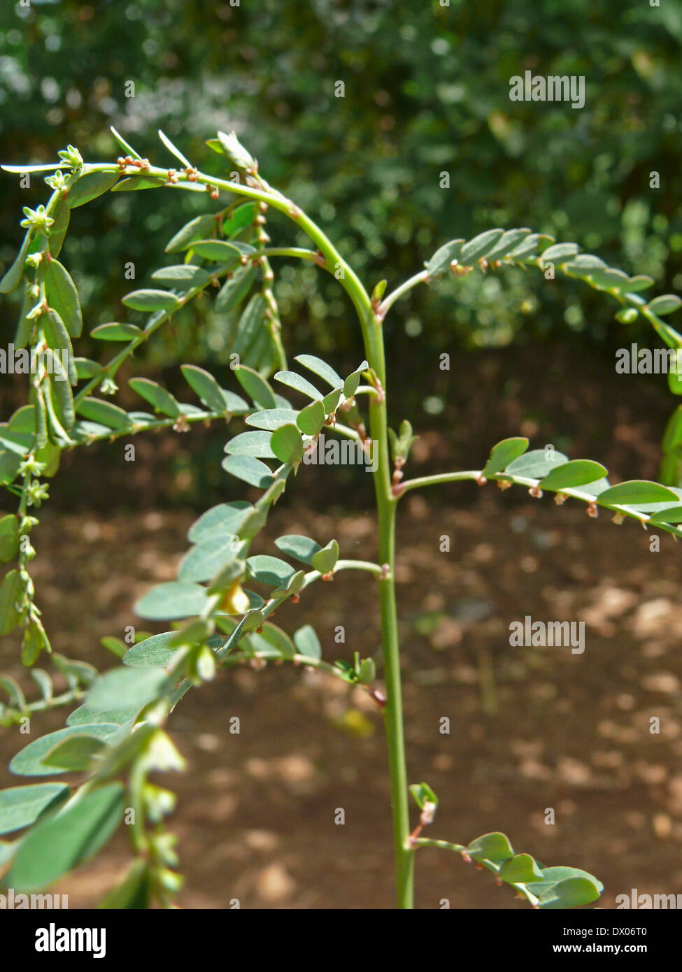 Phyllanthus niruri, Phyllanthus niruri var. scabrellus, Phyllanthus fraternus, Gulf Leaf-Flower Stock Photo
