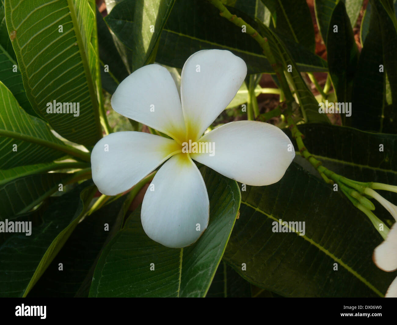 Flower of White Frangipani, Plumeria rubra Stock Photo Alamy
