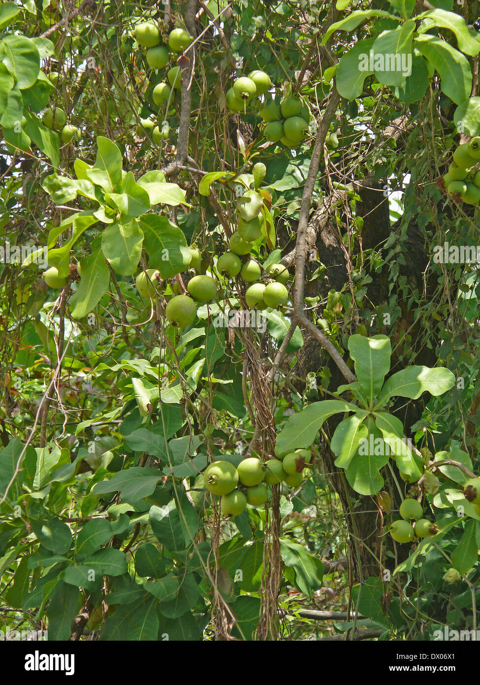 Plant & Fruits of Careya arborea Roxb, Careya arborea Stock Photo