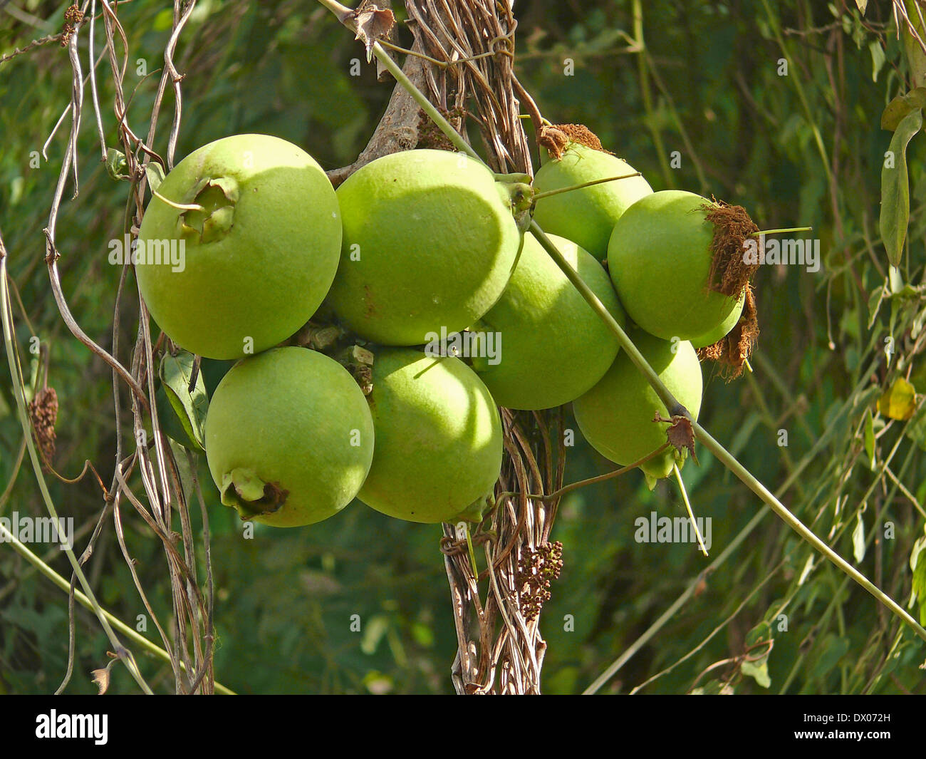 Fruits of Careya arborea Roxb, Careya arborea Stock Photo