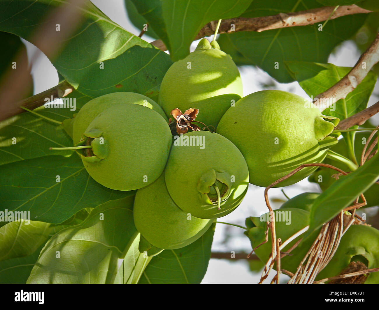 Fruits of Careya arborea Roxb, Careya arborea Stock Photo