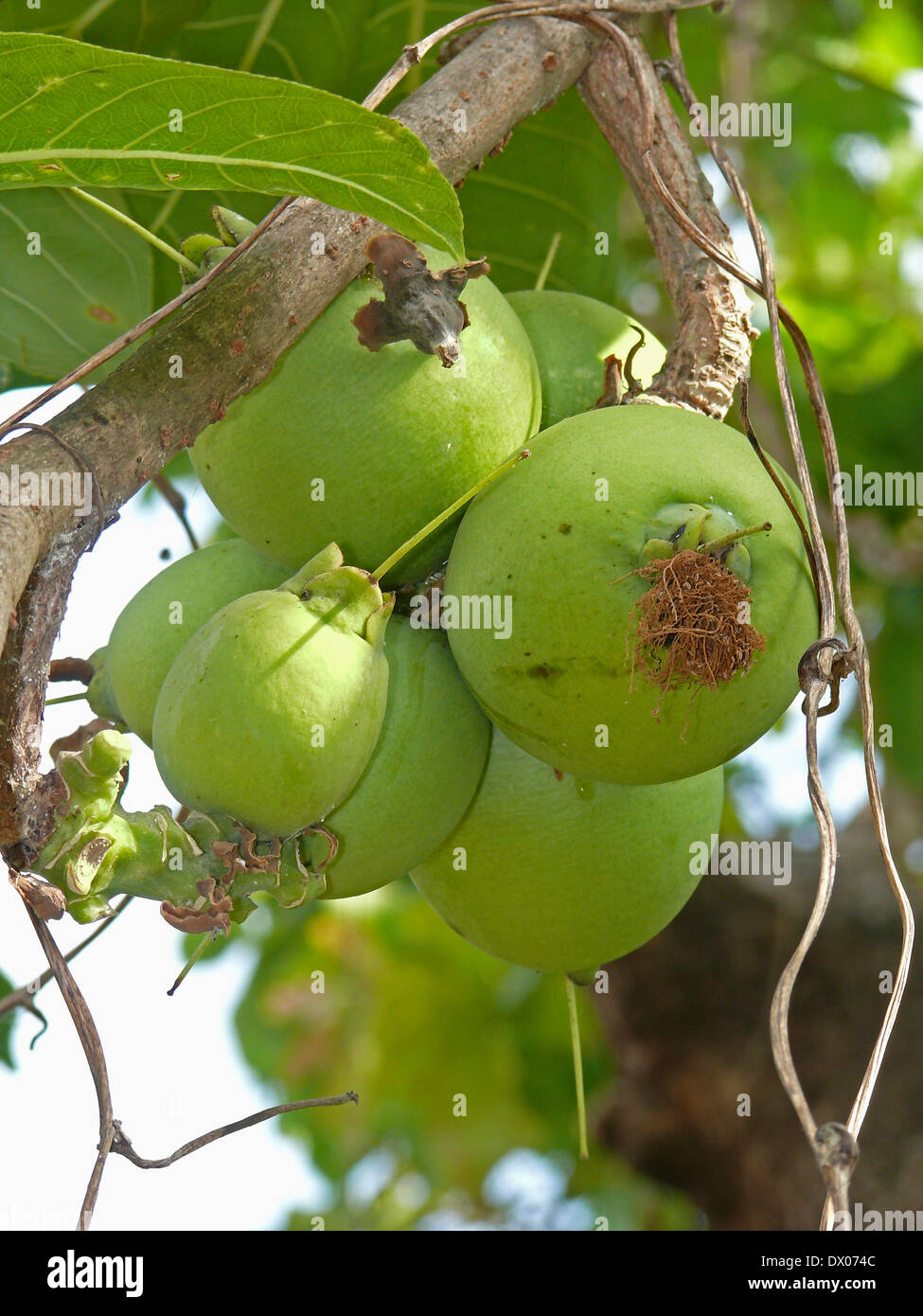 Fruits of Careya arborea Roxb, Careya arborea Stock Photo