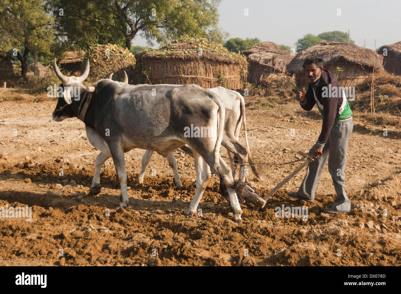 1 indian Farmer Woking in Plowed field Stock Photo - Alamy