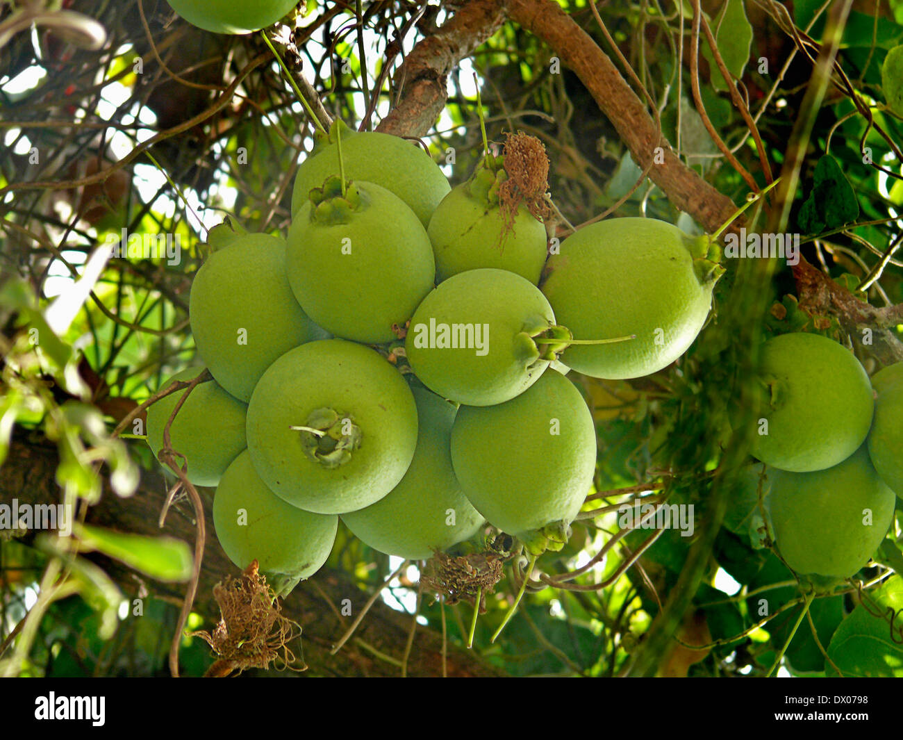 Fruits of Careya arborea Roxb, Careya arborea Stock Photo