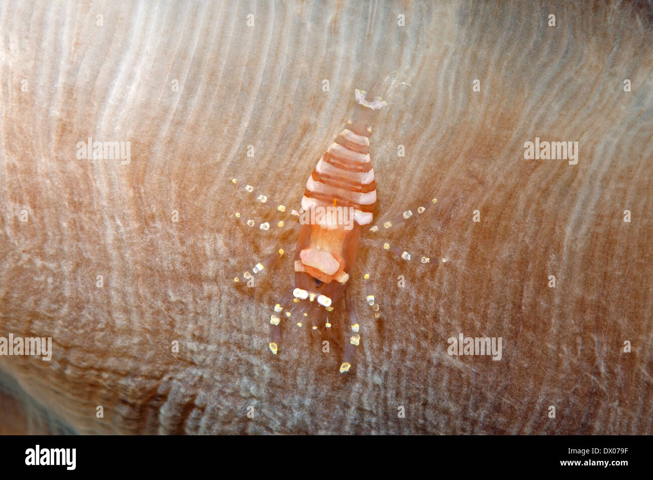 Commensal Shrimp, Pliopontonia furtiva, living on a Corallimorpharian, Amplexidiscus fenestrafer. Tulamben, Bali, Indonesia. Bali Sea, Indian Ocean Stock Photo