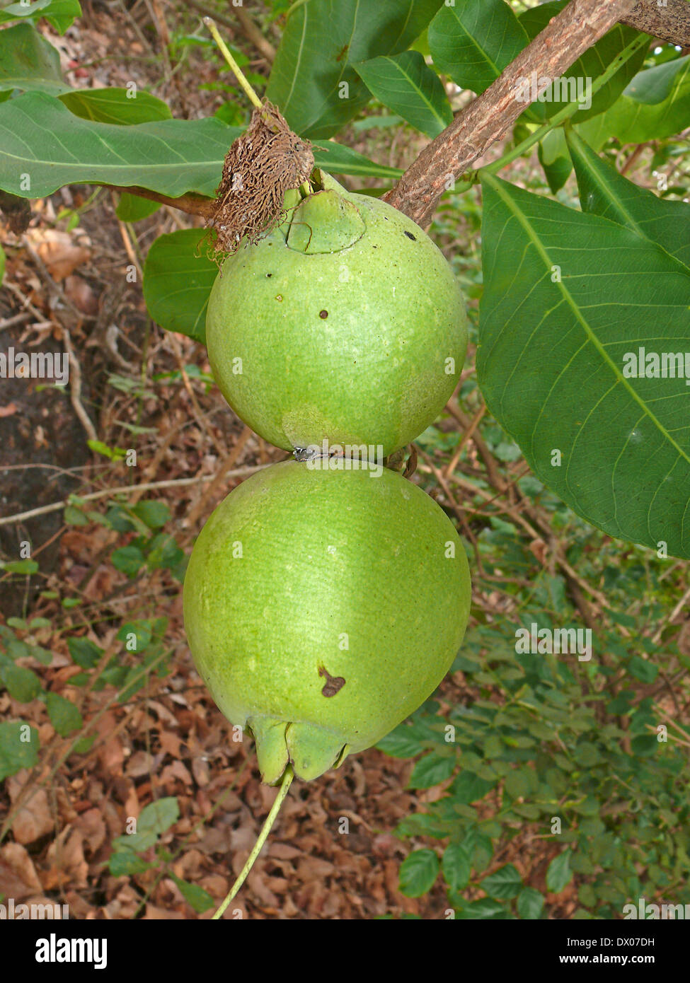 Fruits of Careya arborea Roxb, Careya arborea Stock Photo
