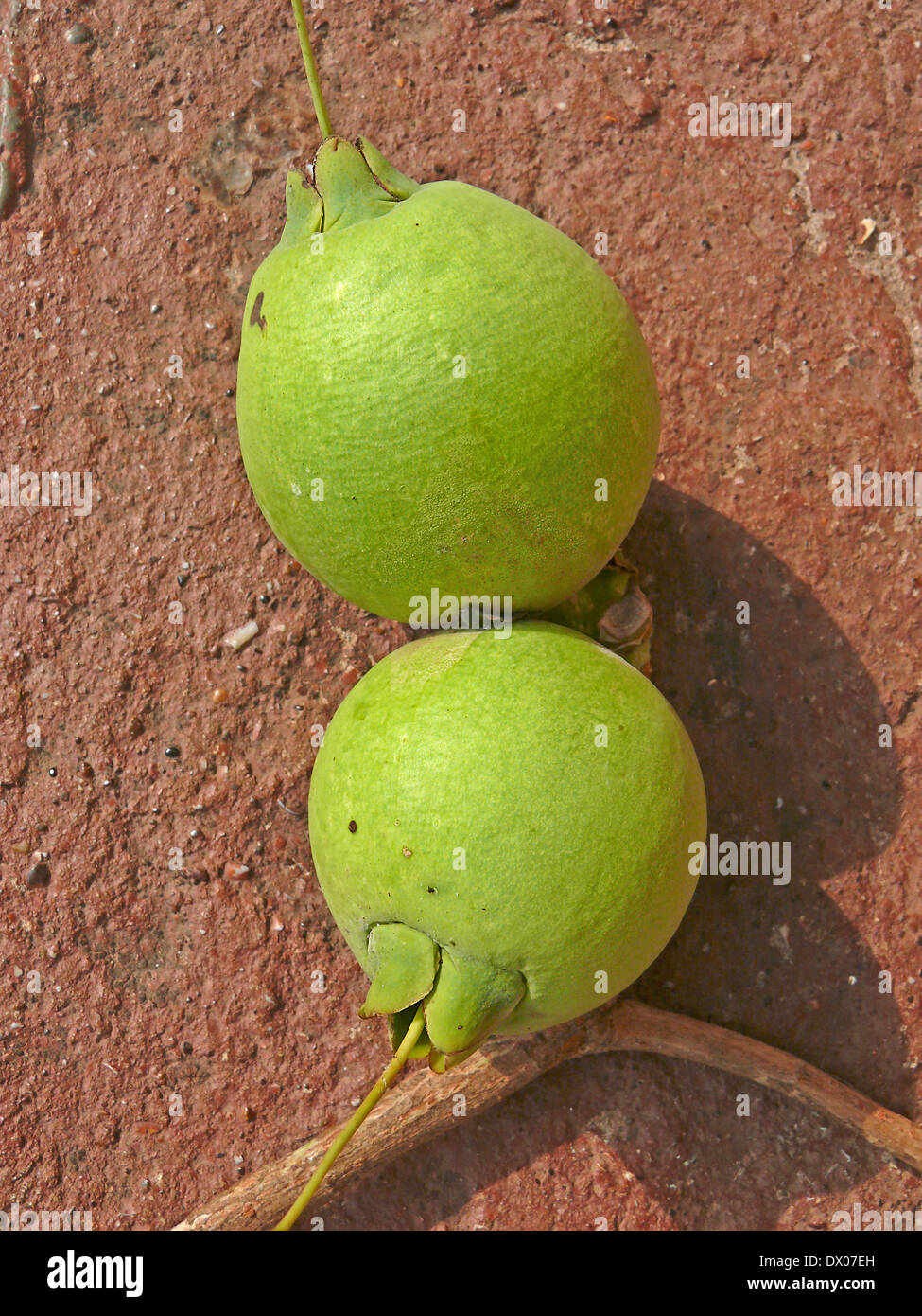 Fruits of Careya arborea Roxb, Careya arborea Stock Photo