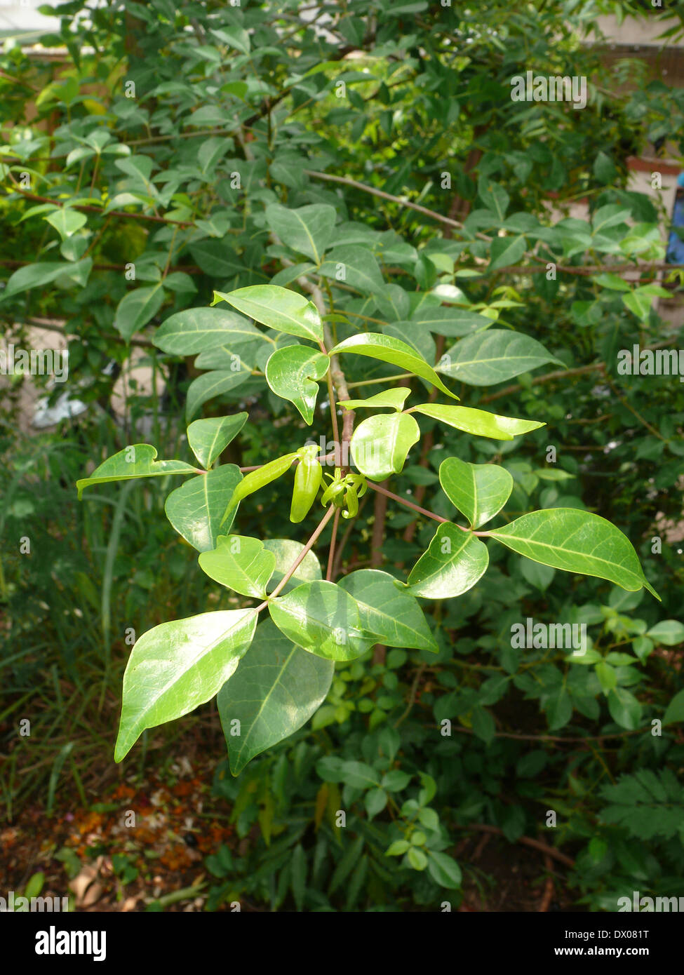 Maredu plant 2024 in english