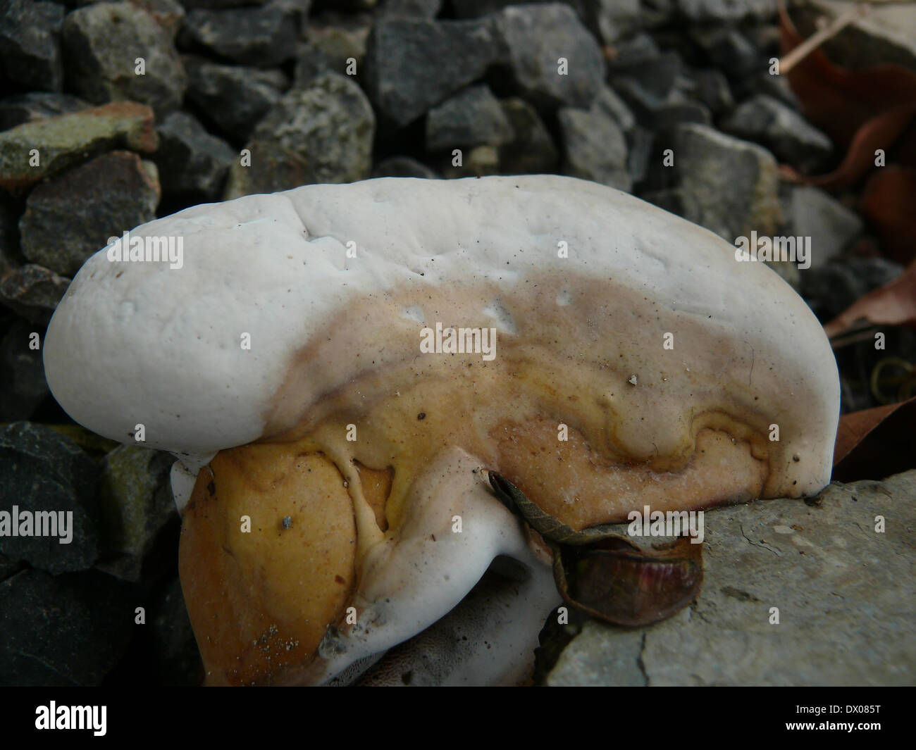 Diamond Willow Fungus, Haploporous odoratus, Migraine Mushroom Stock Photo