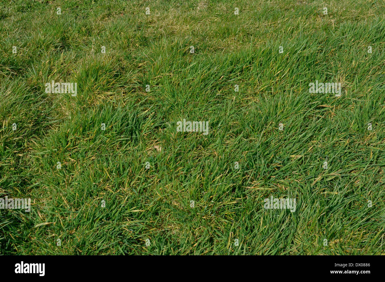 Patch of new verdant grass growth in spring months. Stock Photo