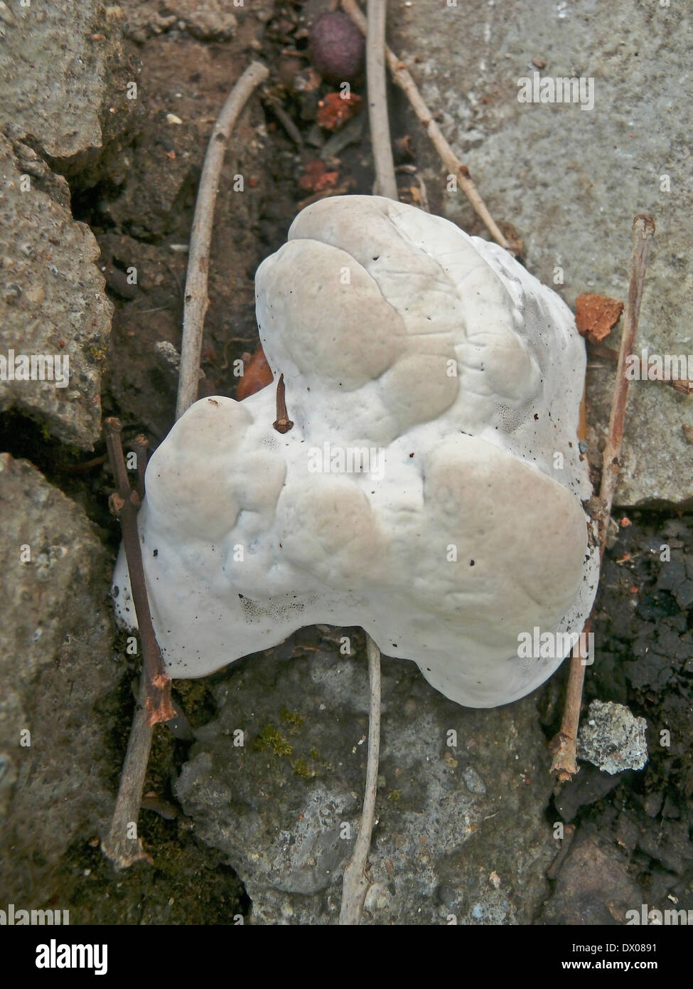 Diamond Willow Fungus, Haploporous odoratus, Migraine Mushroom Stock
