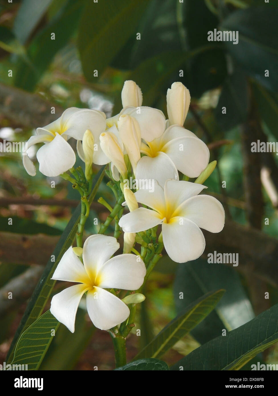 Plumeria alba, White Frangipani, White Plumeria Stock Photo Alamy