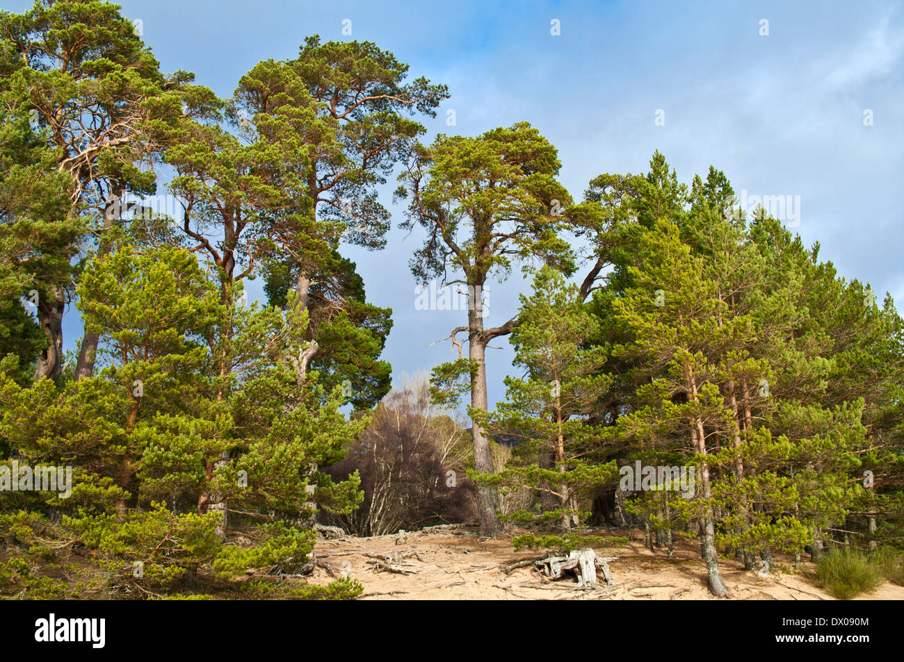 Scots Pine trees growing on sandy beach by Loch Morlich, near Aviemore
