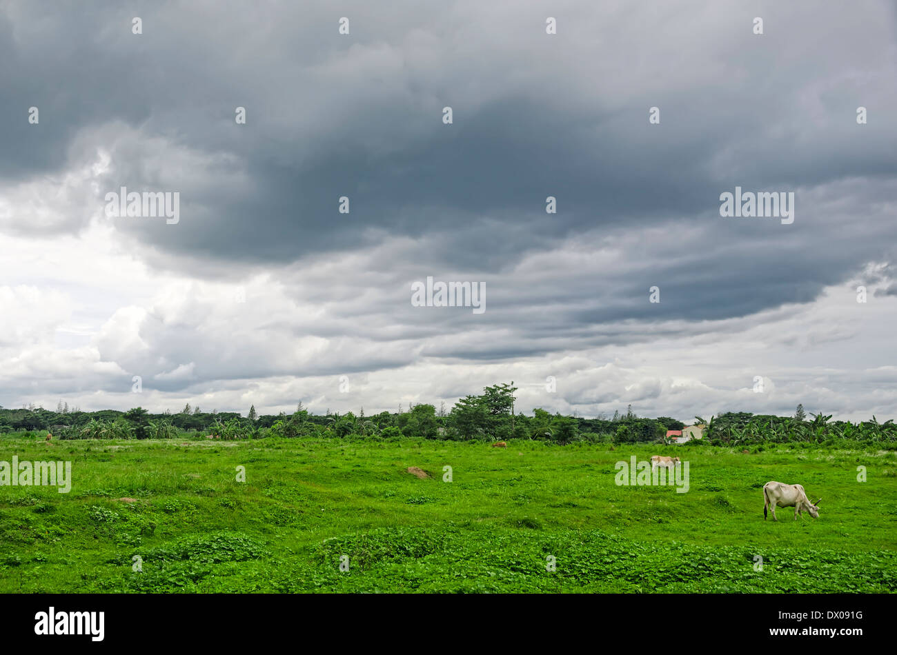 Dark cow grazing green grass hi-res stock photography and images - Alamy